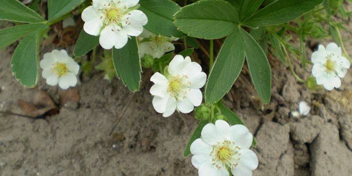 Žydi cinquefoil balta