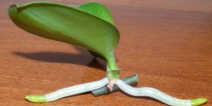 Brote para trasplante de orquídeas