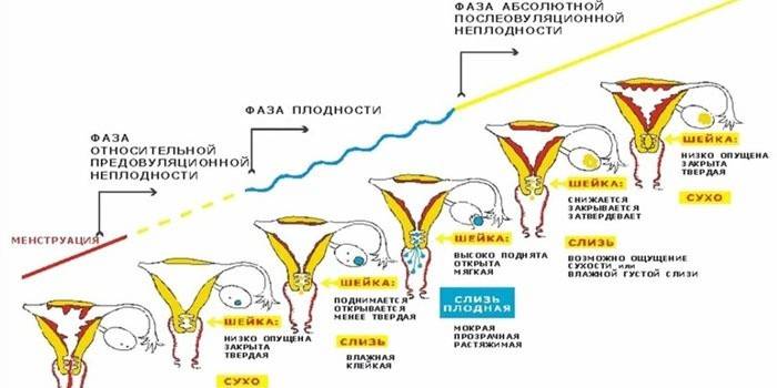 Faza menstruală