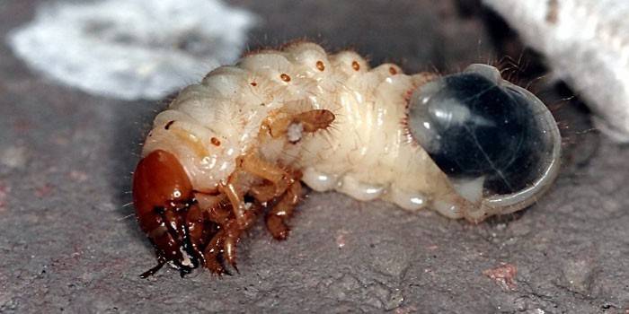 Larva Maybug