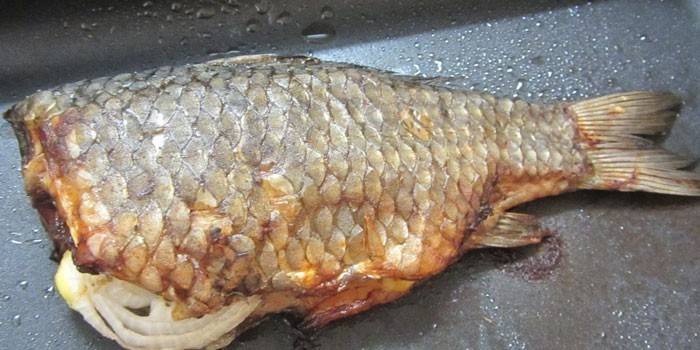 Scaly River Bass