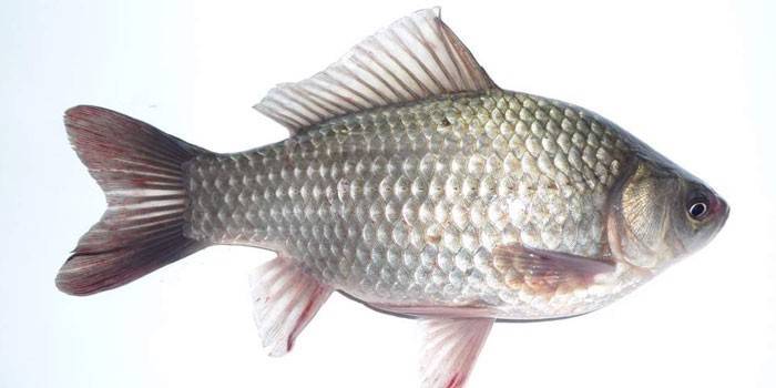Fiume crucian