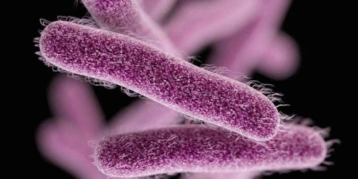 E. coli