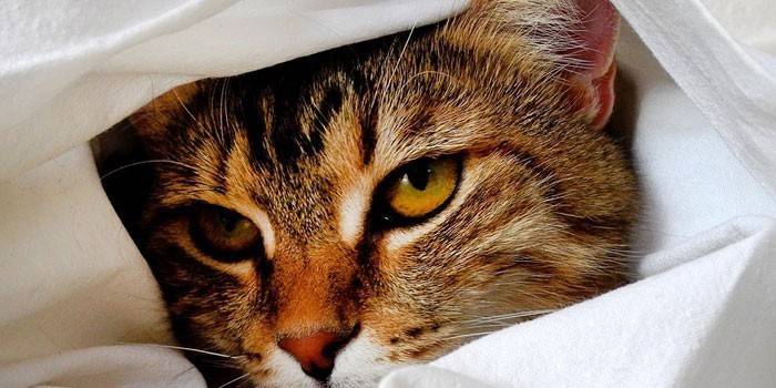gatto