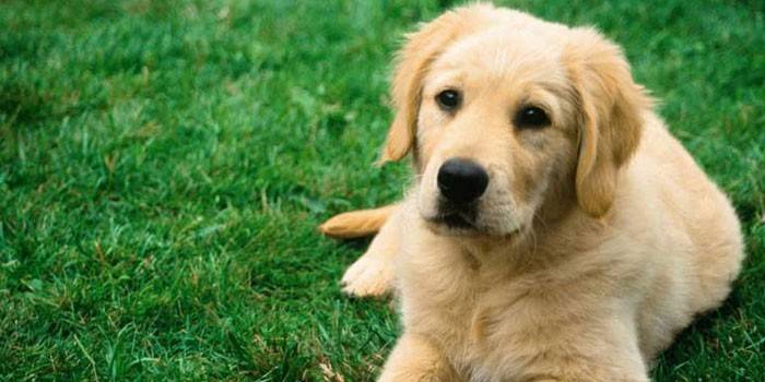 Labrador spazieren