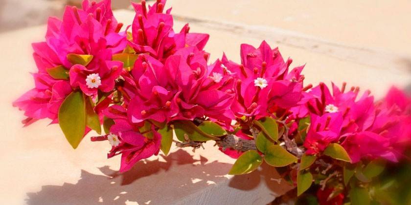 Virágzó bougainvillea