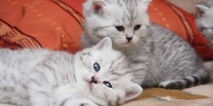 Due gattini