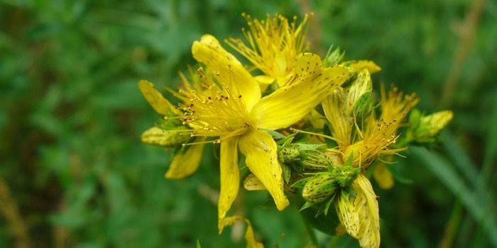 Flores de Hypericum