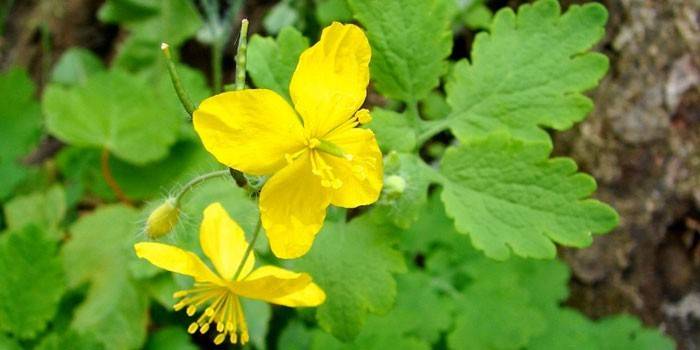 Žydi celandine