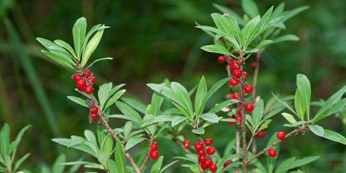 Arbustos plantas Wolf bast