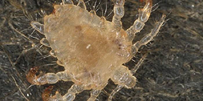 Piojo púbico bajo el microscopio.