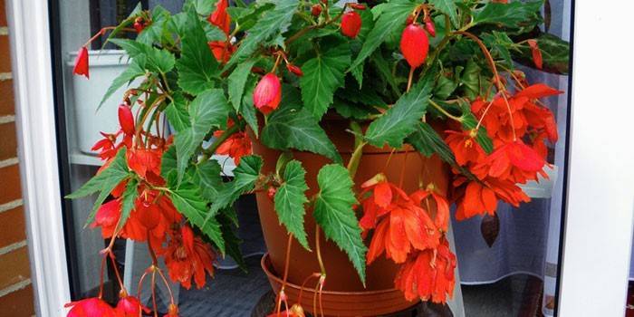 Ampel begonia