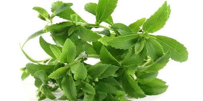 Hierba de stevia