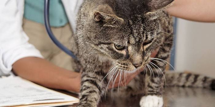 Katze und Tierarzt