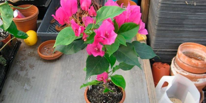 Bougainvillea szoba