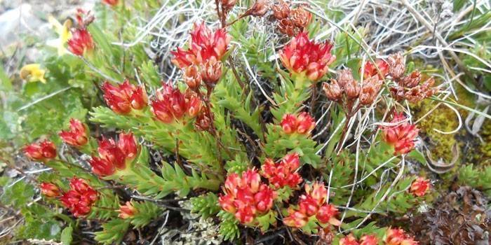 Pinzell de gespa vermella