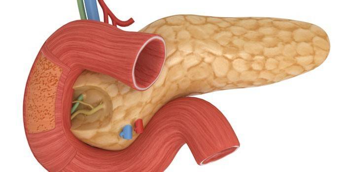pancreas