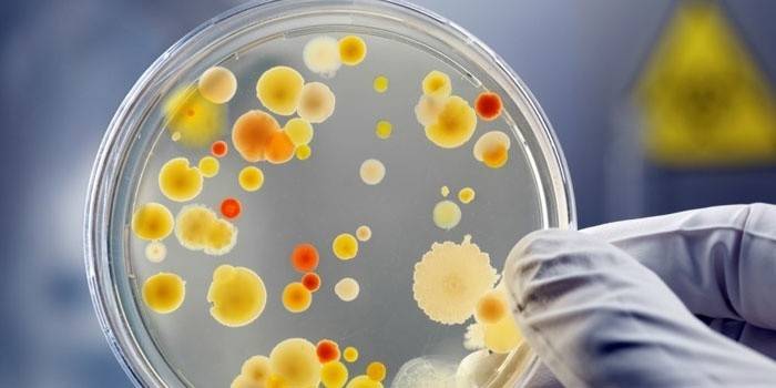 Placa de Petri con bacterias