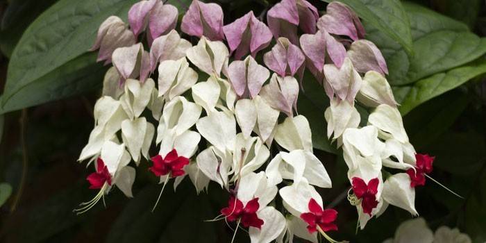 Clerodendrum inerme