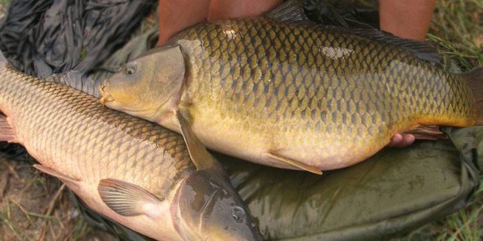 Carps สด