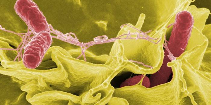 Salmonella al microscopio