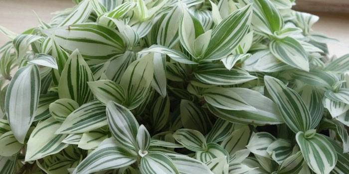 Tradescantia sisätiloissa