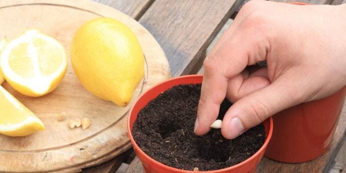 Piantare il limone dall'osso