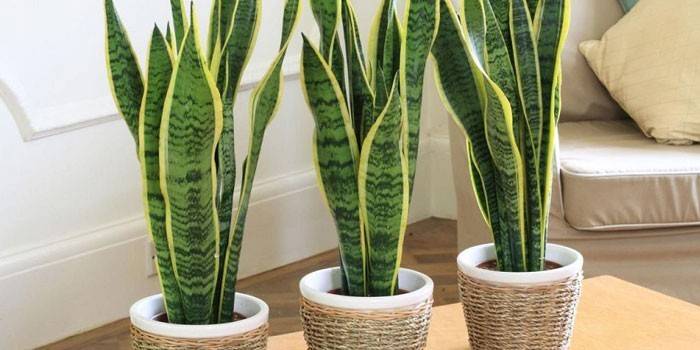Sansevieria podos