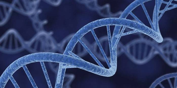 מולקולות DNA