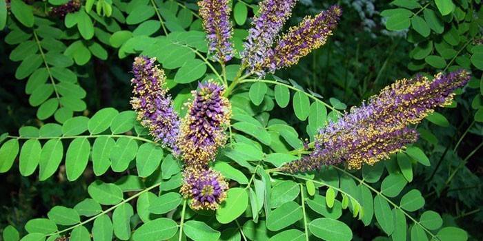 Amorpha