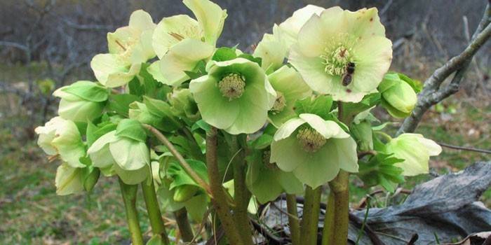 Kukkiva valkoihoinen hellebore