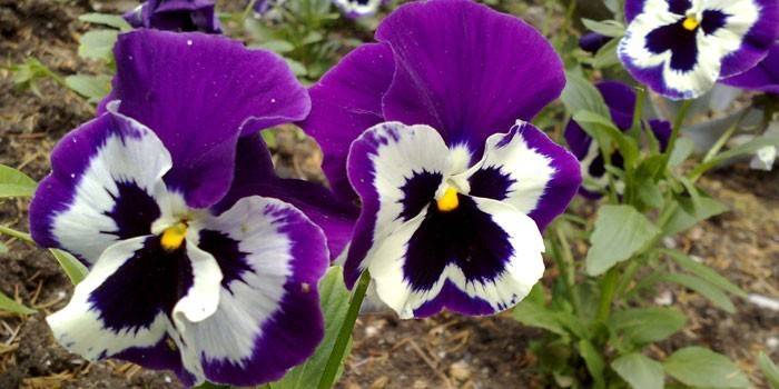 Pensées à grandes fleurs