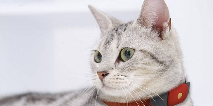 Котка в яка с тракер