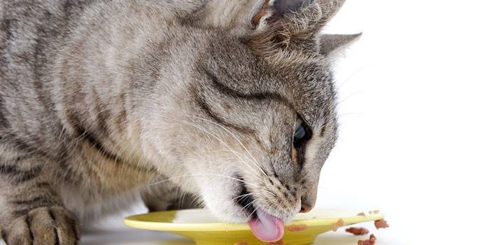 Kissa nuolee lautasen