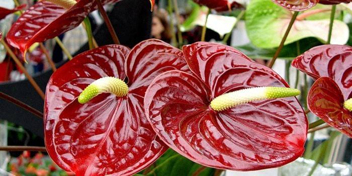 Anthurium Kukka