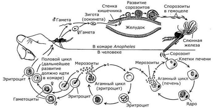 Diagramma del ciclo di vita della malaria Plasmodium