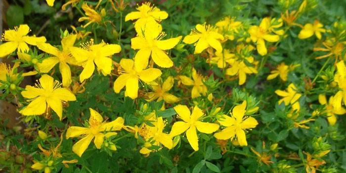 St John's wort çimen