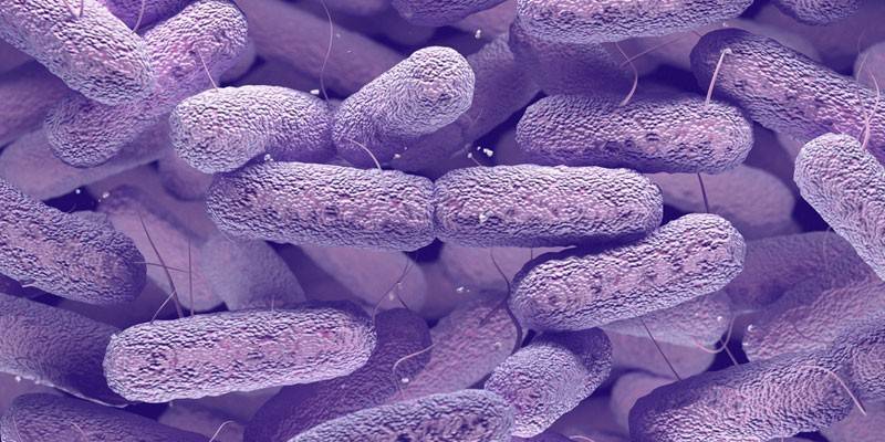 Streptococcus Bakterileri