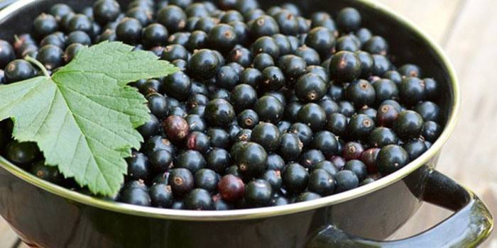 Bacche di ribes nero
