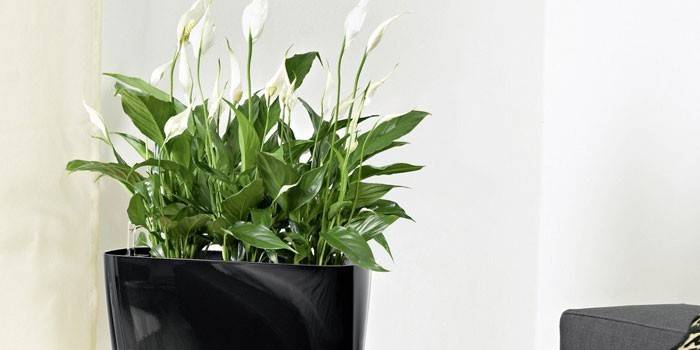 Spathiphyllum בסיר