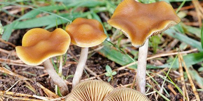 Testa solforica dei funghi nella foresta