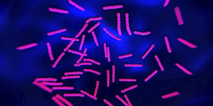 I batteri al microscopio