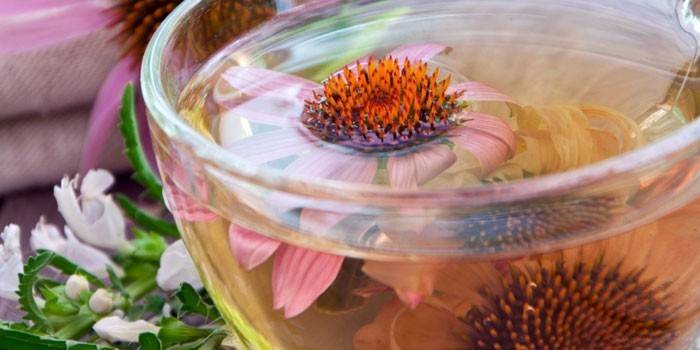 Té de equinácea en una taza