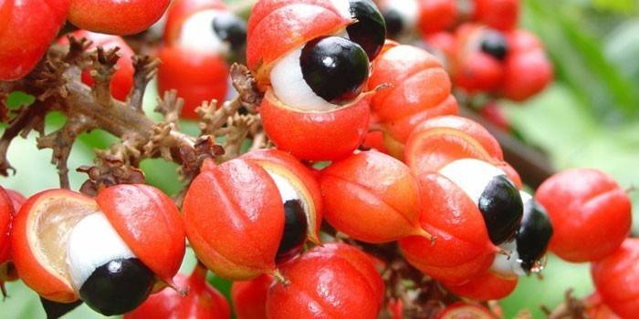 Guarana meyvesi
