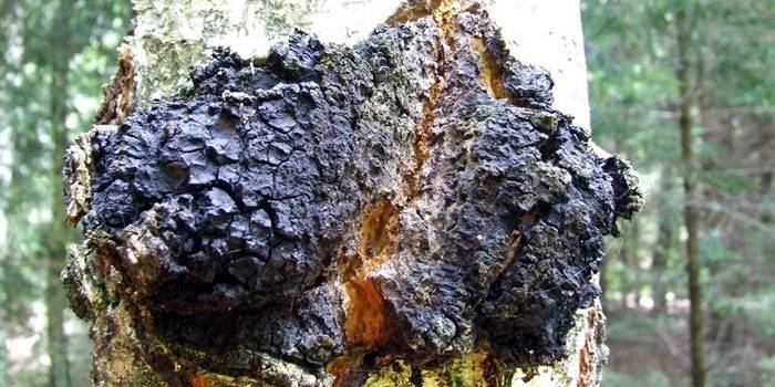 Champignon Chaga sur un bouleau