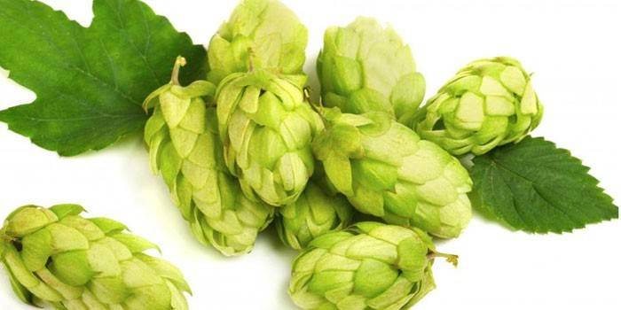 Cones de lúpulo