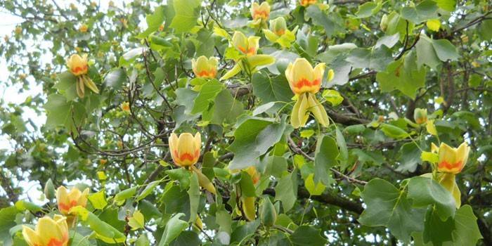 Tulppaani Lyriodendron Kukat