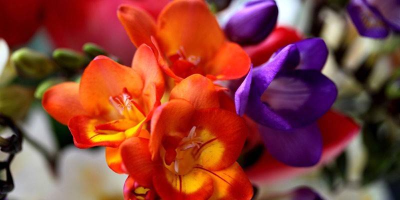 Plantar no canteiro de flores