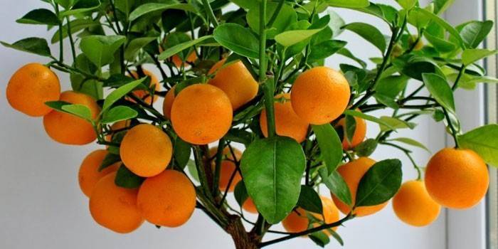 Mandarinenbaum