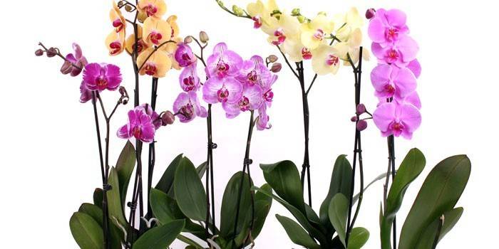 Orquídeas Phalaenopsis de diferentes colores.